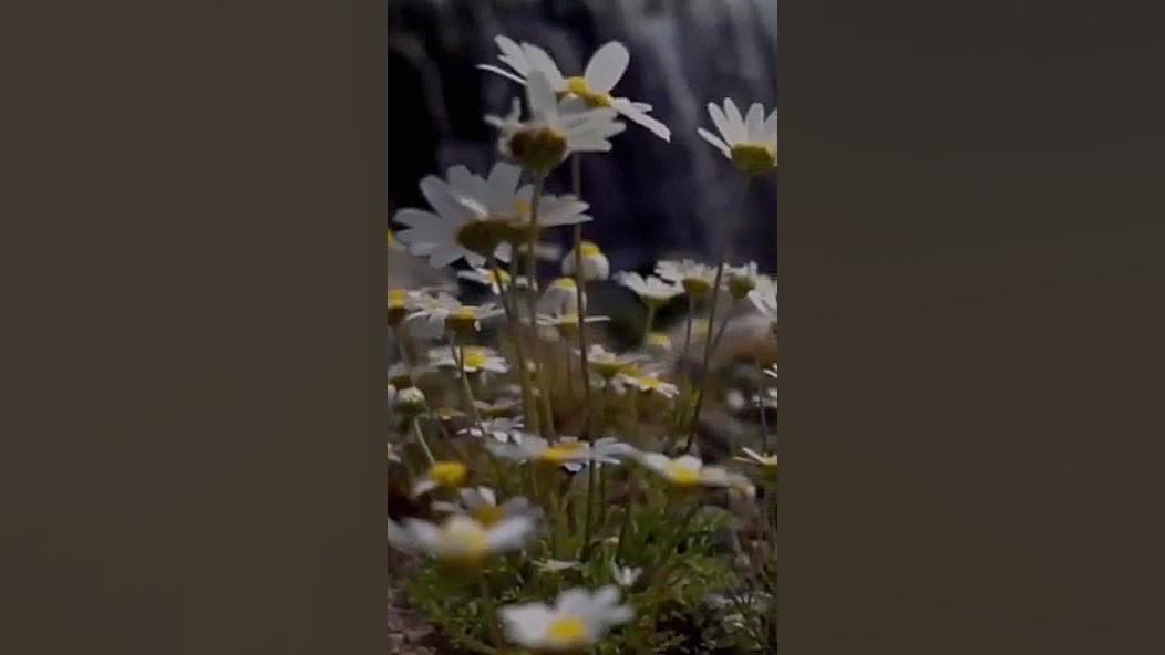 عماد من لا عماد له