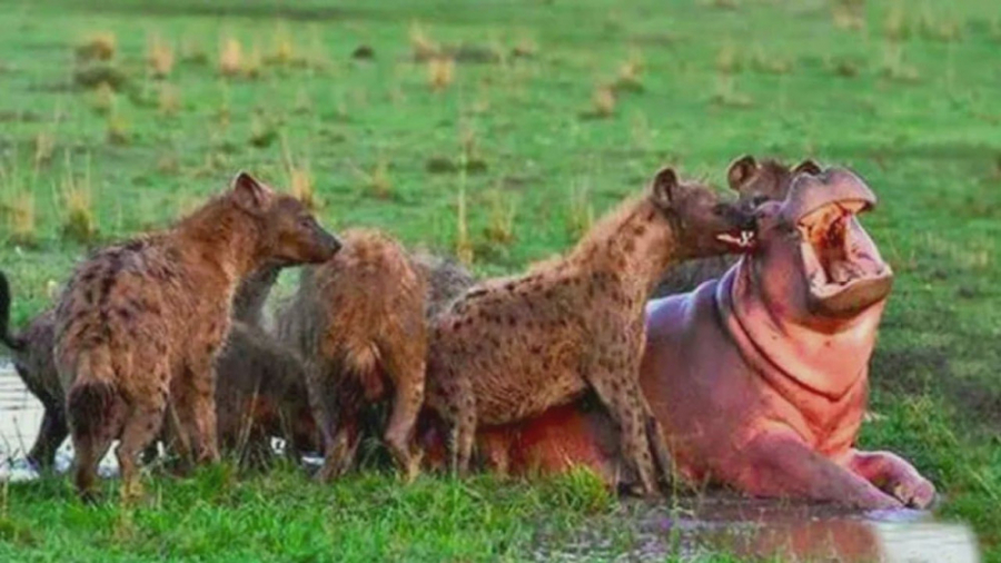 مستند حیات وحش  شکار اسب آبی ت...