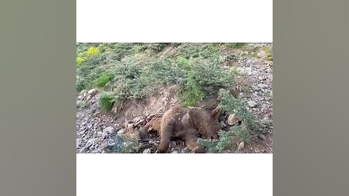 شکار خرس قهوه‌ای در ارتفاعات س...