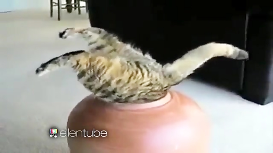 Cat Week: Throwback Thursday