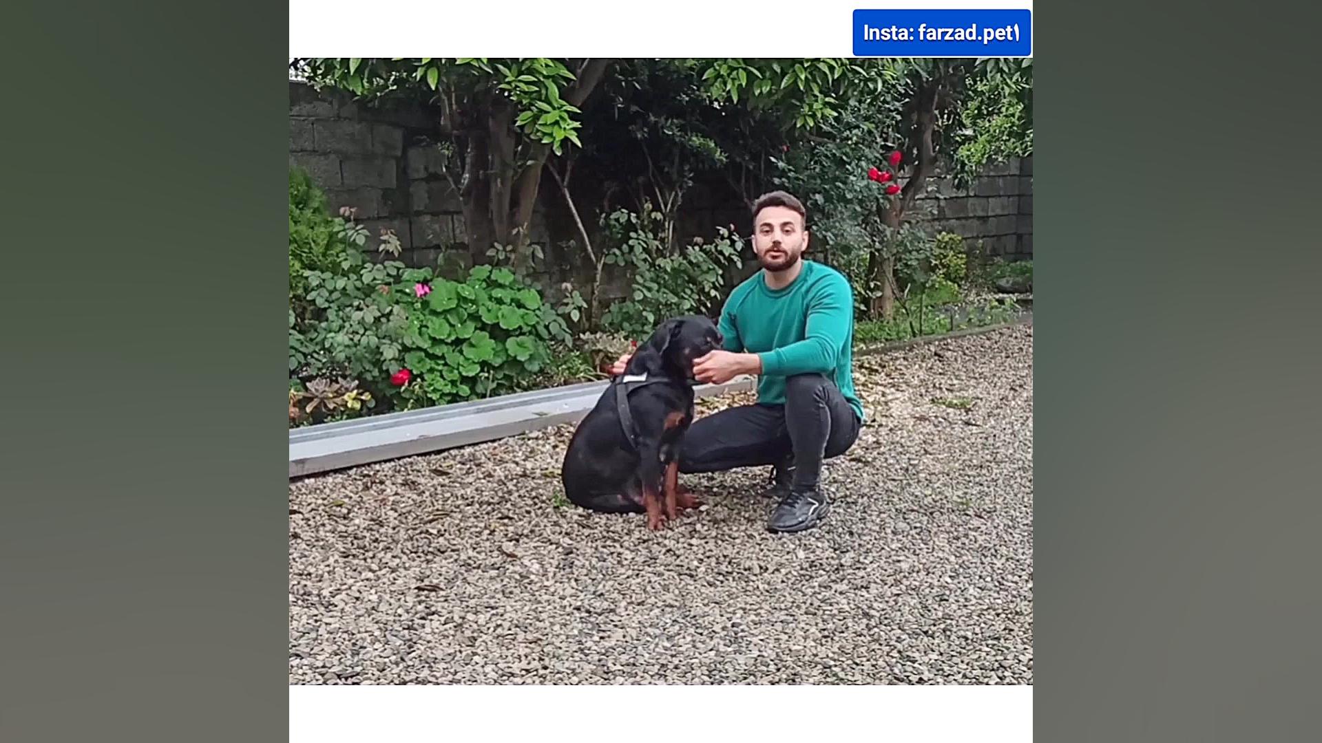 بهترین زمان جفت گیری سگ ماده