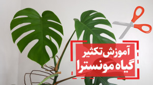 آموزش تکثیر یا قلمه زدن برگان...