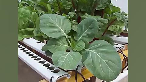 کشت گوجه فرنگی بدون خاک