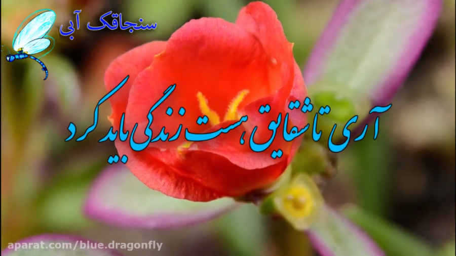 کلیپ شب قدر  دکلمه شعر سهراب س...