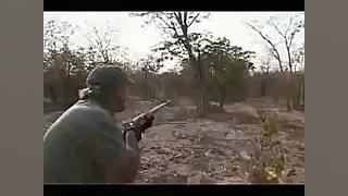 این شکارچی ها شیرهای بیچاره را...