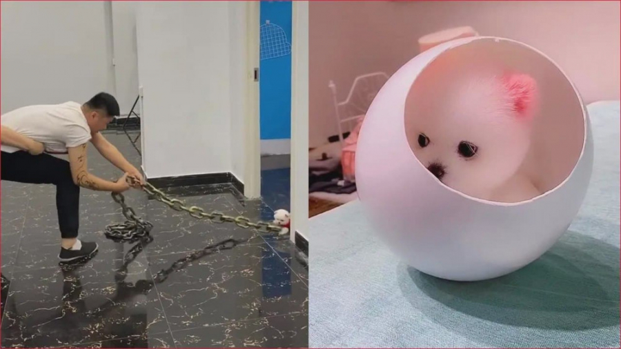 حیوانات بامزه خانگی  سگهای بام...