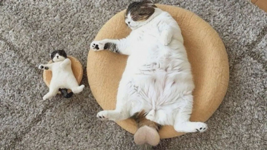 کلیپ حیوانات خانگی  طنز حیوانا...