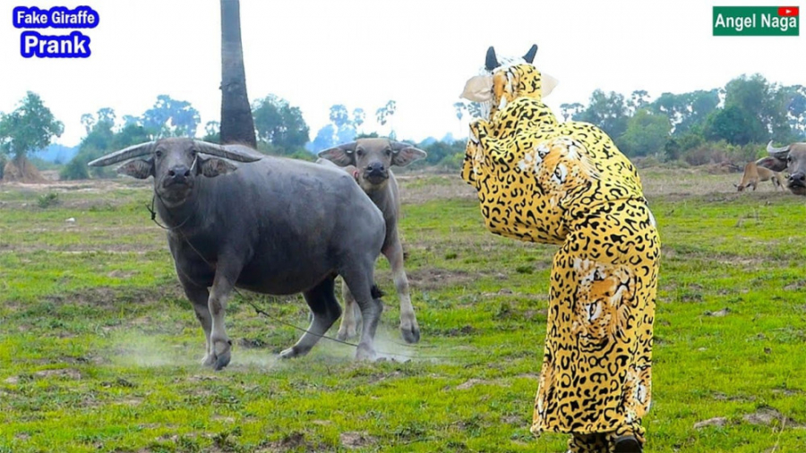 ترساندن بوفالوها با زرافه جعلی...
