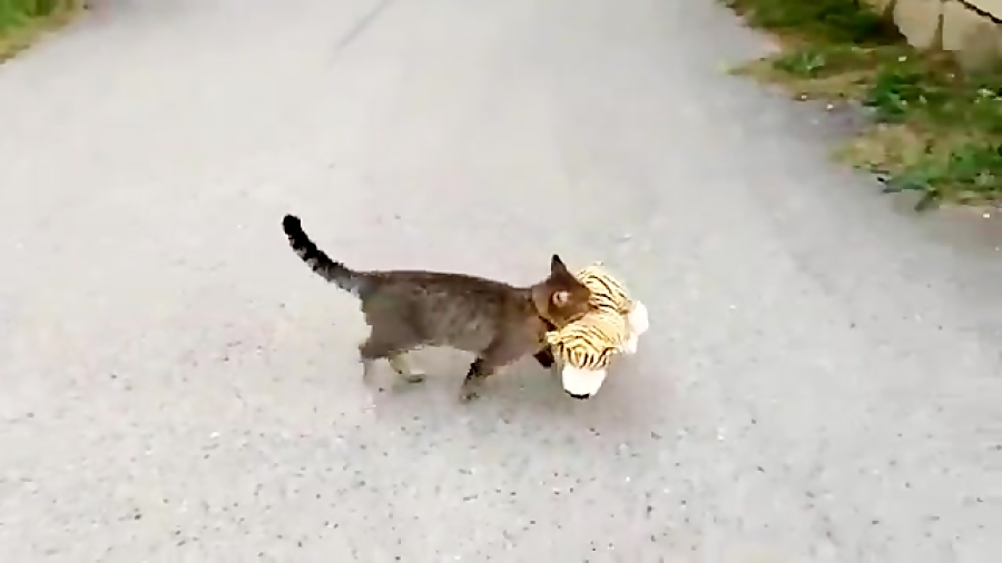 چرا این گربه عروسک دزد شد!