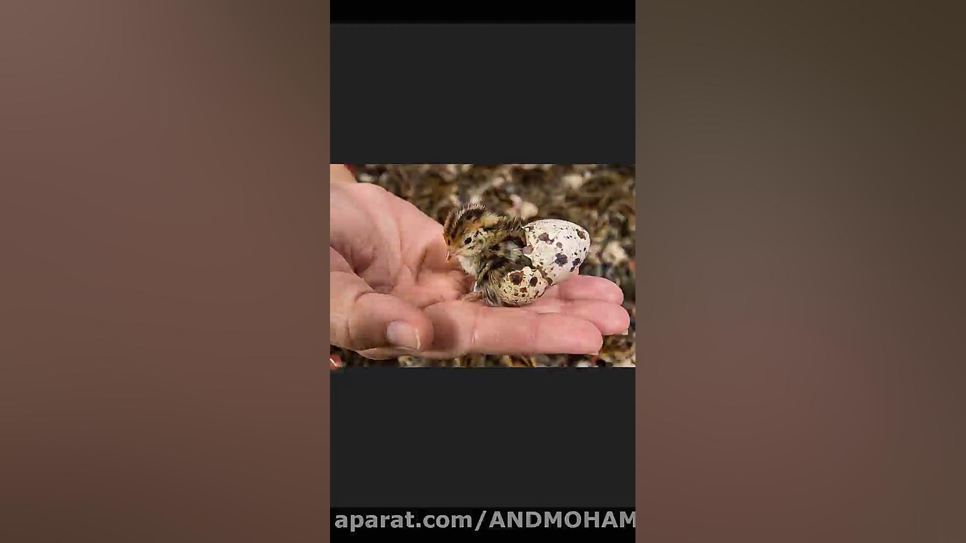 اموزش نگه داری جوجه بلدرچین