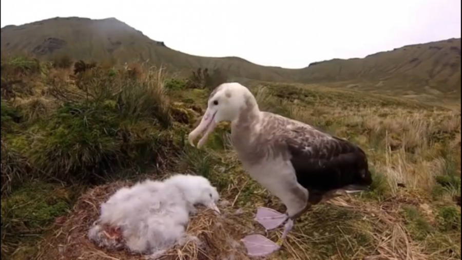 زخمی کردن پرنده توسط مار