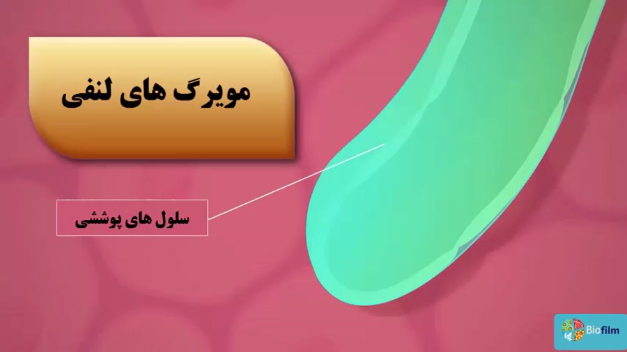 دستگاه لنفی