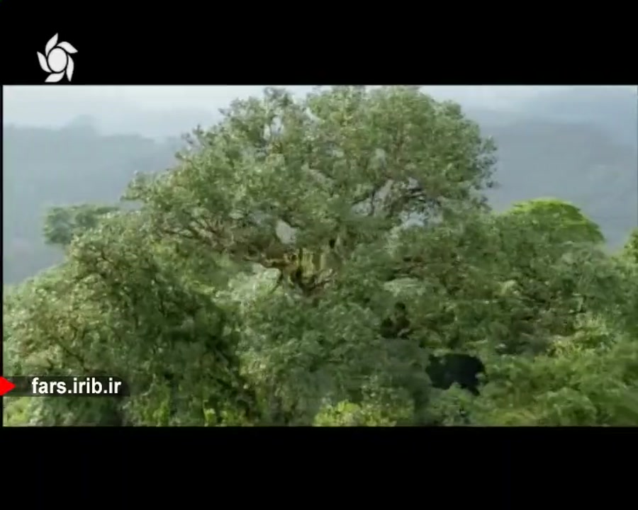 ترانه بسیار زیبای &quot; تو نز...