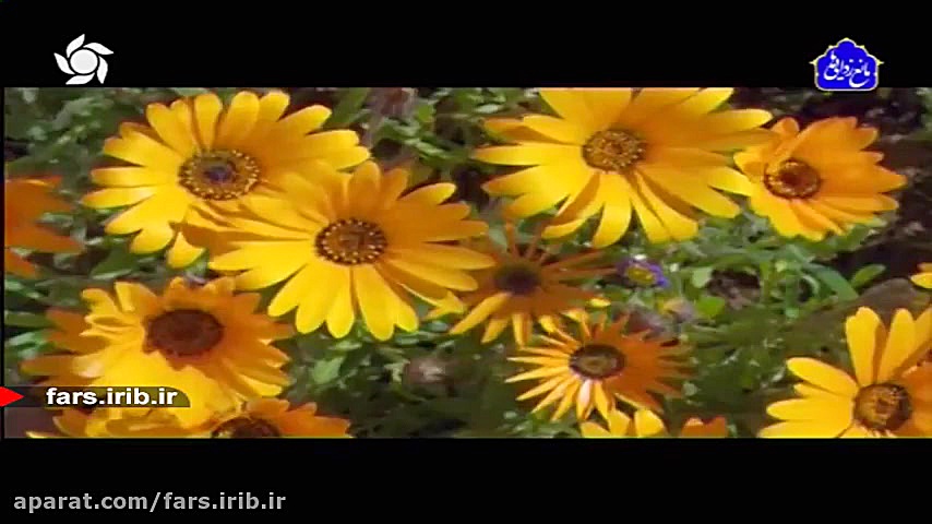 ترانه بسیار زیبای &quot; تو نز...