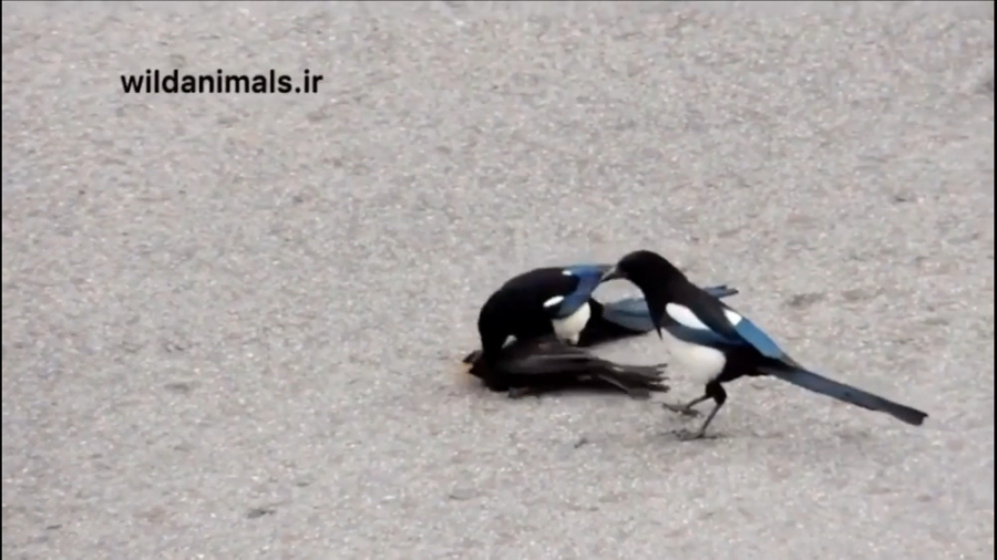 فیلم خوردن پرنده توسط کلاغ و ز...