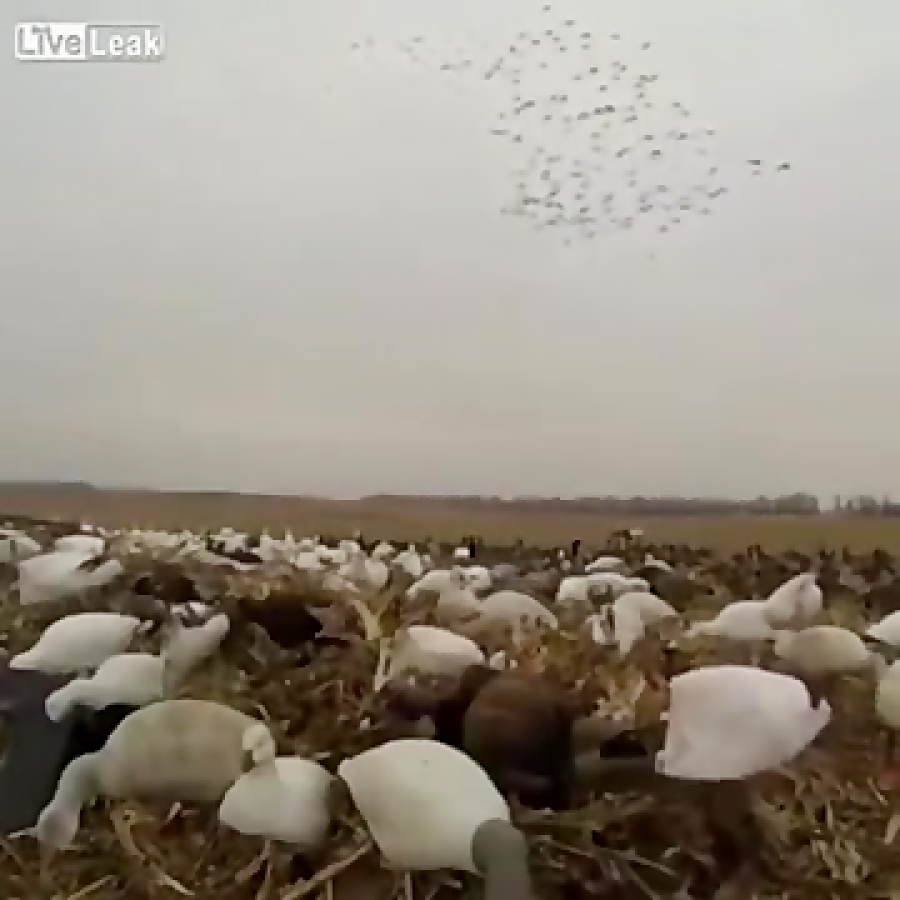 شکار پرنده ناگهانی