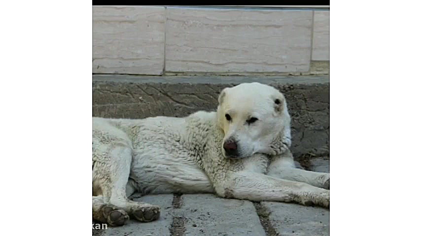 یک روز در روستای خوش‌سیمای آسف...