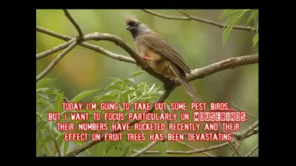 شکار پرنده باسلاح:Air Arms S51...