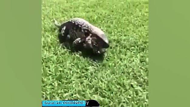 ورزش کردن سوسمار