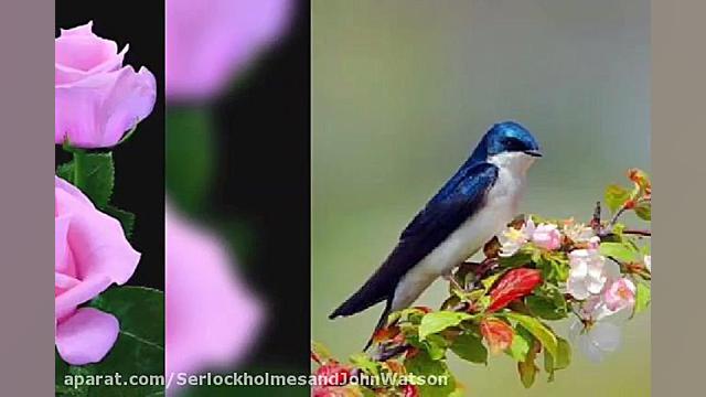 عید سعید فطر مبارک کلیپ تبریک...