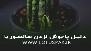 چرا سانسوریام پاجوش نمیزنه