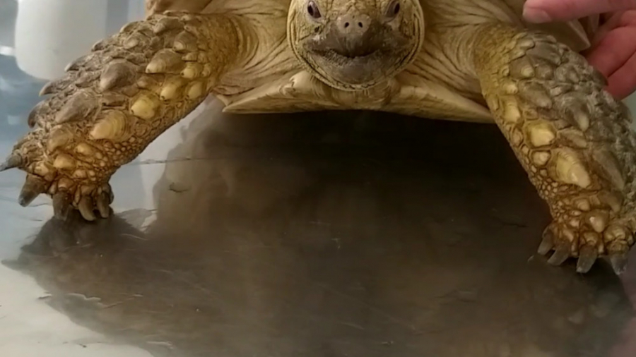 معاینه لاک پشت خاکی