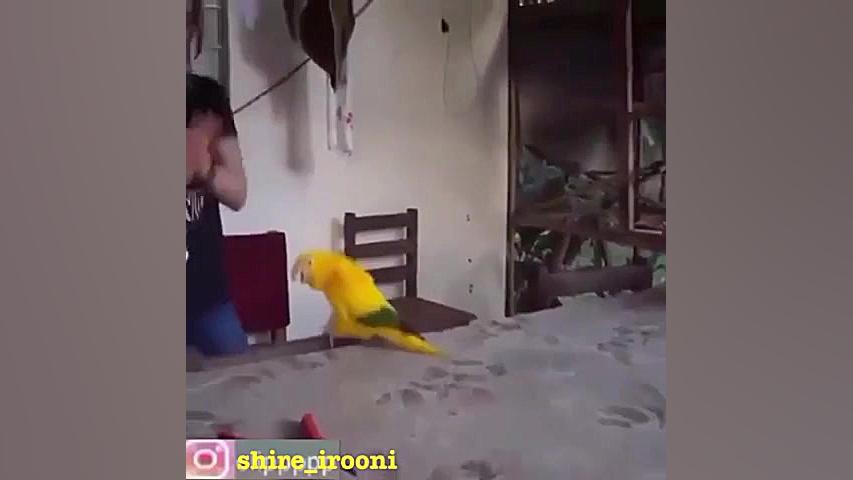 طوطی که می رقسه