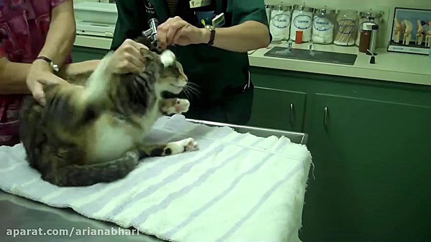 واکنش گربه ها به واکسن و آمپول...