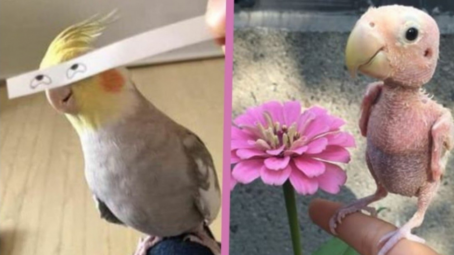 حیوانات خانگی بامزه طوطی های س...