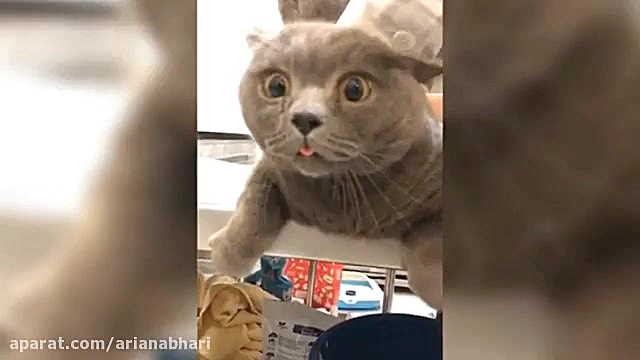 واکنش سگ و گربه در آمپول زدن