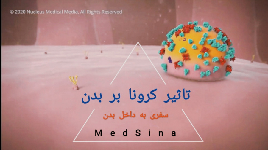 ویروس کرونا چگونه بدن را تحت ت...