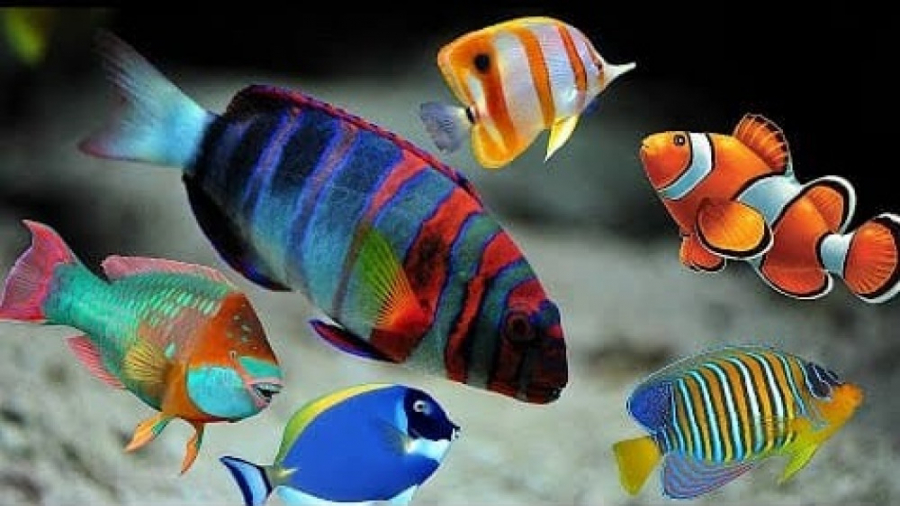 ماهی های رنگارنگ اقیانوس