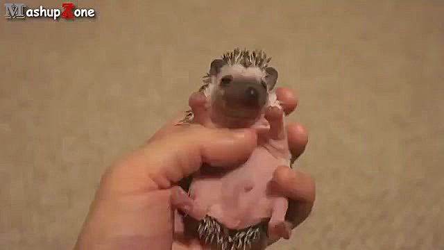 Funny Videos Of Funny Animals...