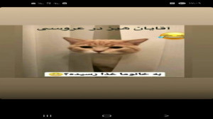 آمپول زدن به گربه