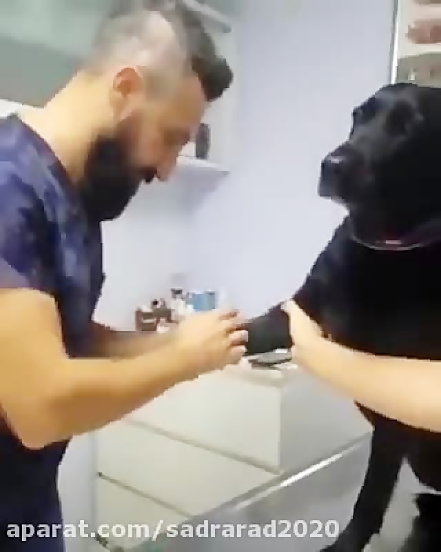 امپول زدن به سگ و امپول زدن به...