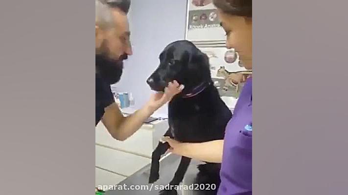 امپول زدن به سگ و امپول زدن به...