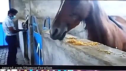 کیک علوفه هیدروپونیک  فایل دهم