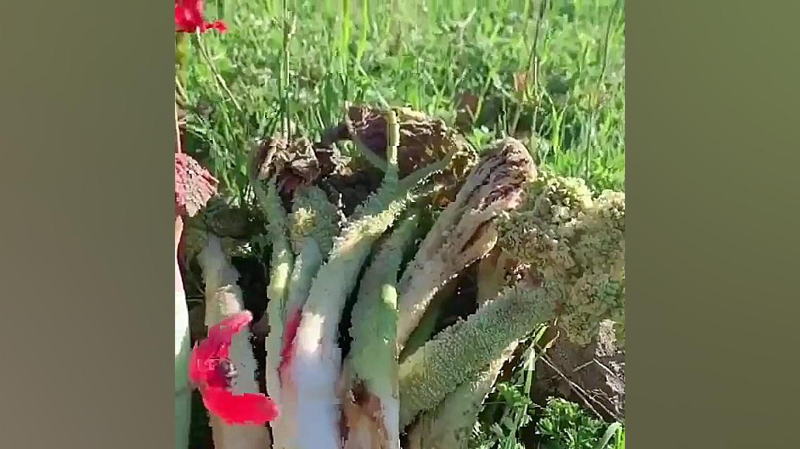 حسن درزی(شاد)