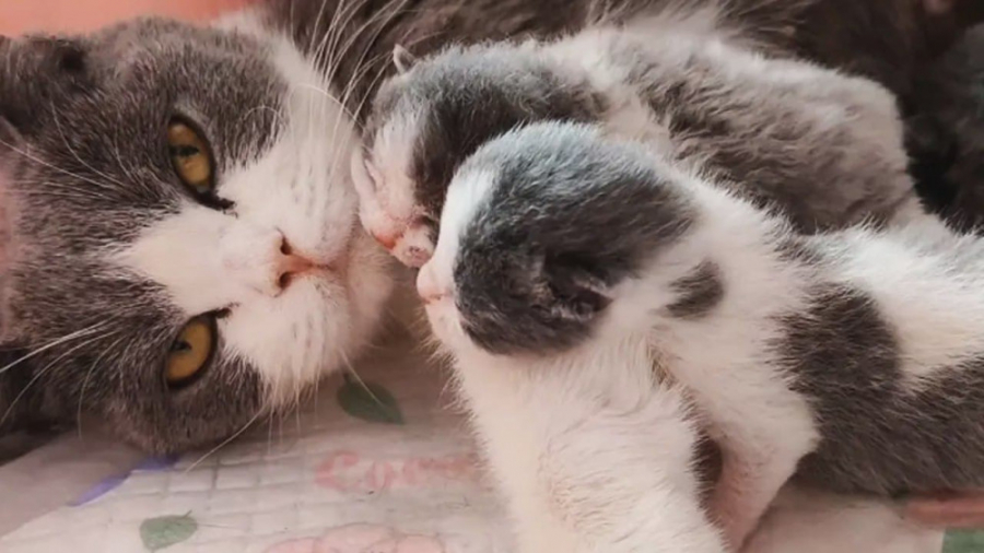 شیر خوردن بچه گربه های کوچولو