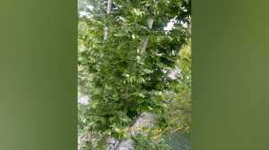 صبح بخیر انگیزشی ،کلیپ زیرنویس...