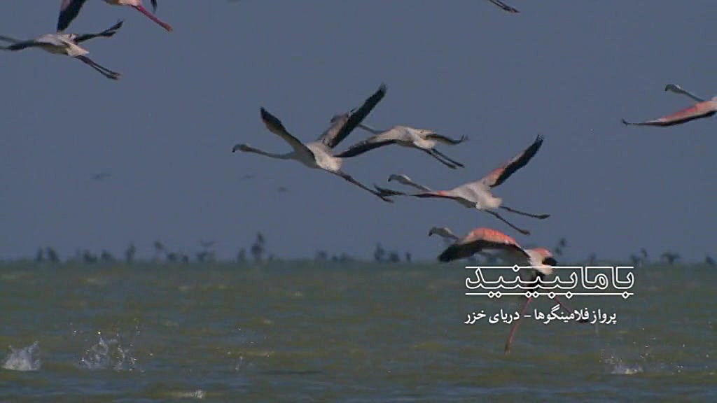 پرواز فلامینگوها  شبکه مستند س...