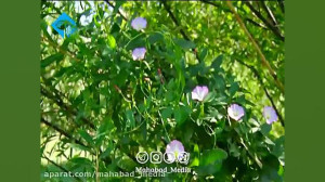 ترانه زیبای «هه‌ر ئ...
