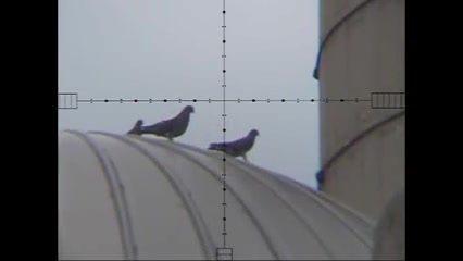 شکار کبوتر سیلو (انبارغله) باس...