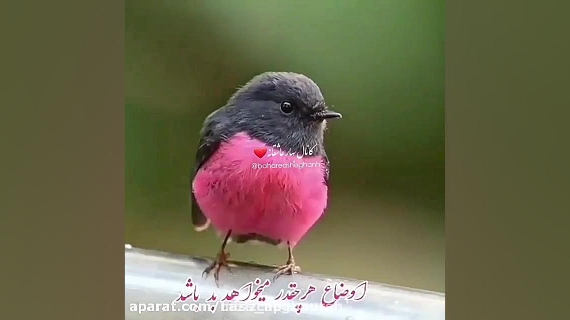 کلیپ صبح بخیر  پر انرژی