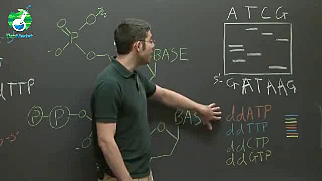 Polymerase Chain Reaction (PCR...