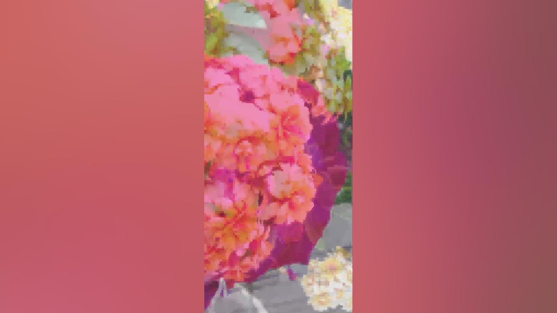 ویدیو برای وضعیت واتساپ