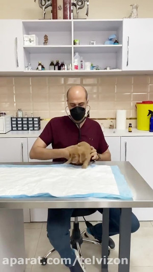 معاینه و چک آپ یک توله سگ و گر...