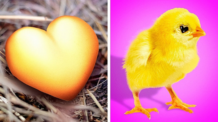 جوجه ریزی در خانه