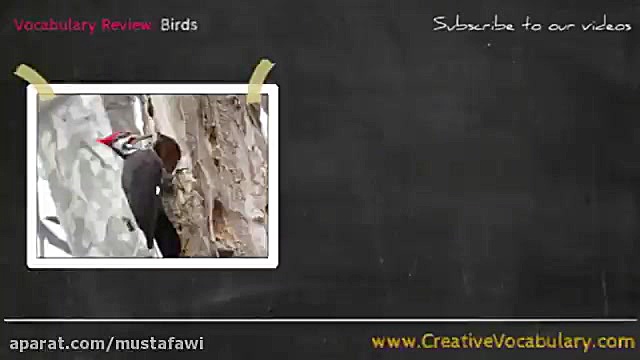 آموزش نام پرندگان در زبان انگل...