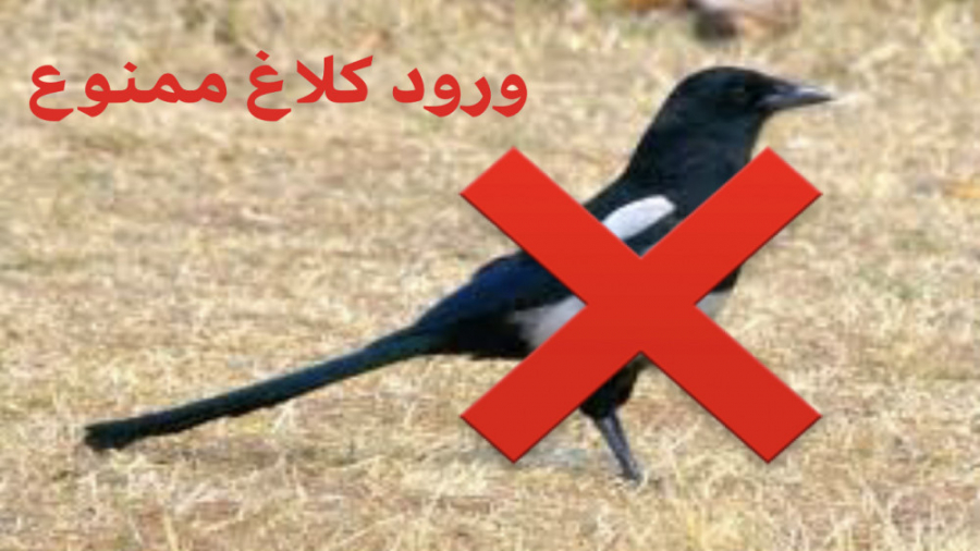 جلوگیری از ورود کلاغ به لانه م...
